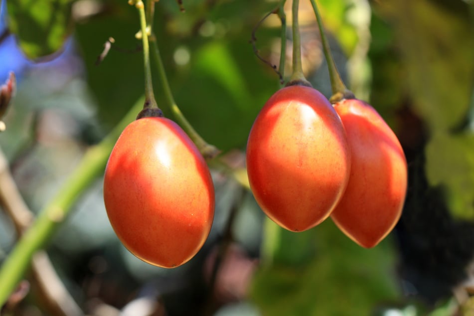 Tree Tomato Cyphomandra betacea